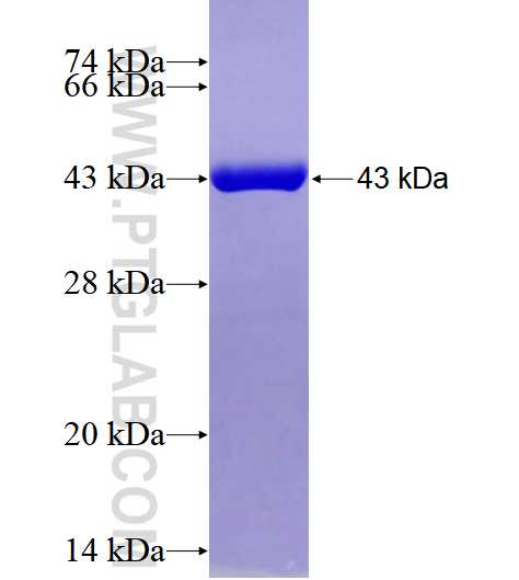 DUSP3 fusion protein Ag28575 SDS-PAGE