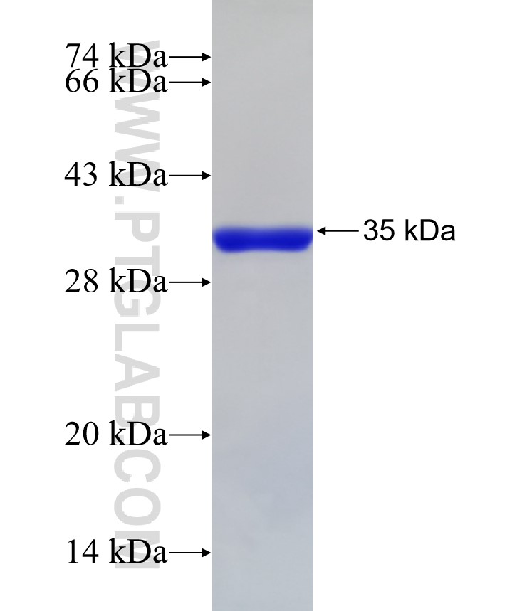 DUSP5 fusion protein Ag32997 SDS-PAGE