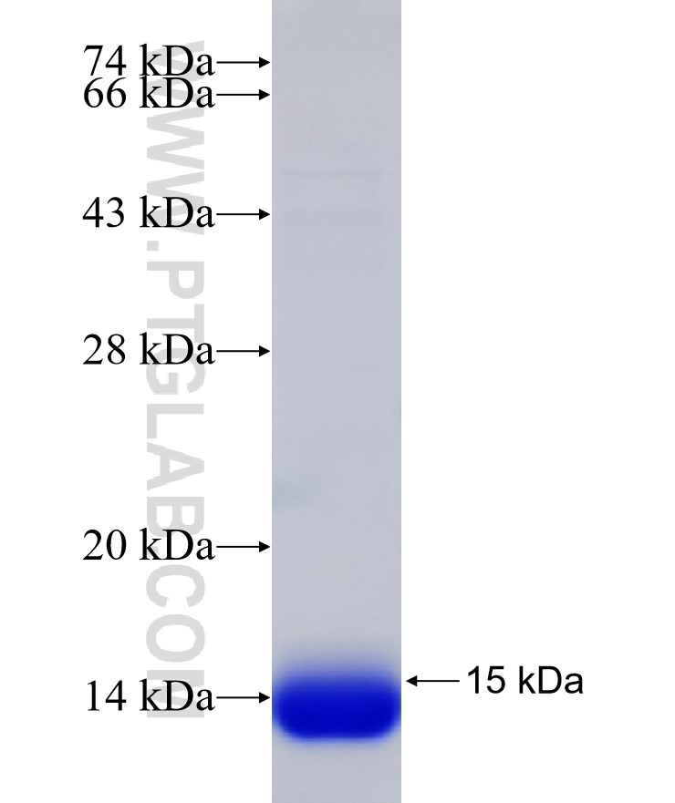 DUSP5 fusion protein Ag33008 SDS-PAGE