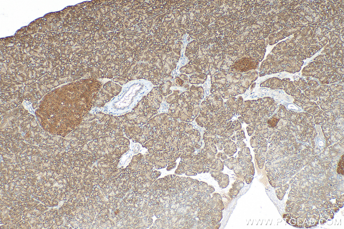 IHC staining of mouse pancreas using 26071-1-AP