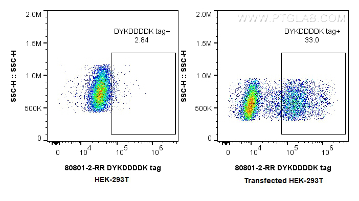 FC experiment of Transfected HEK-293T using 80801-2-RR