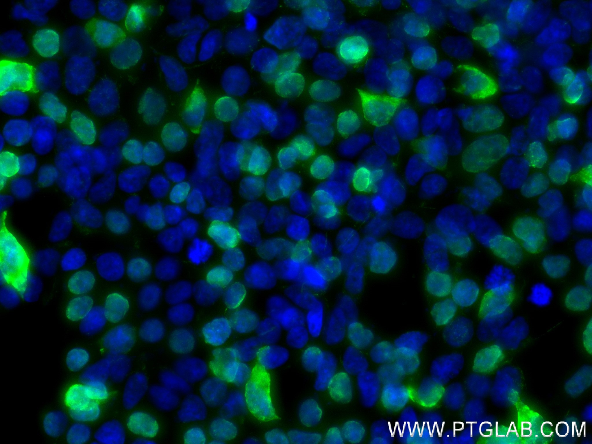 IF Staining of Transfected HEK-293T using 80801-2-RR