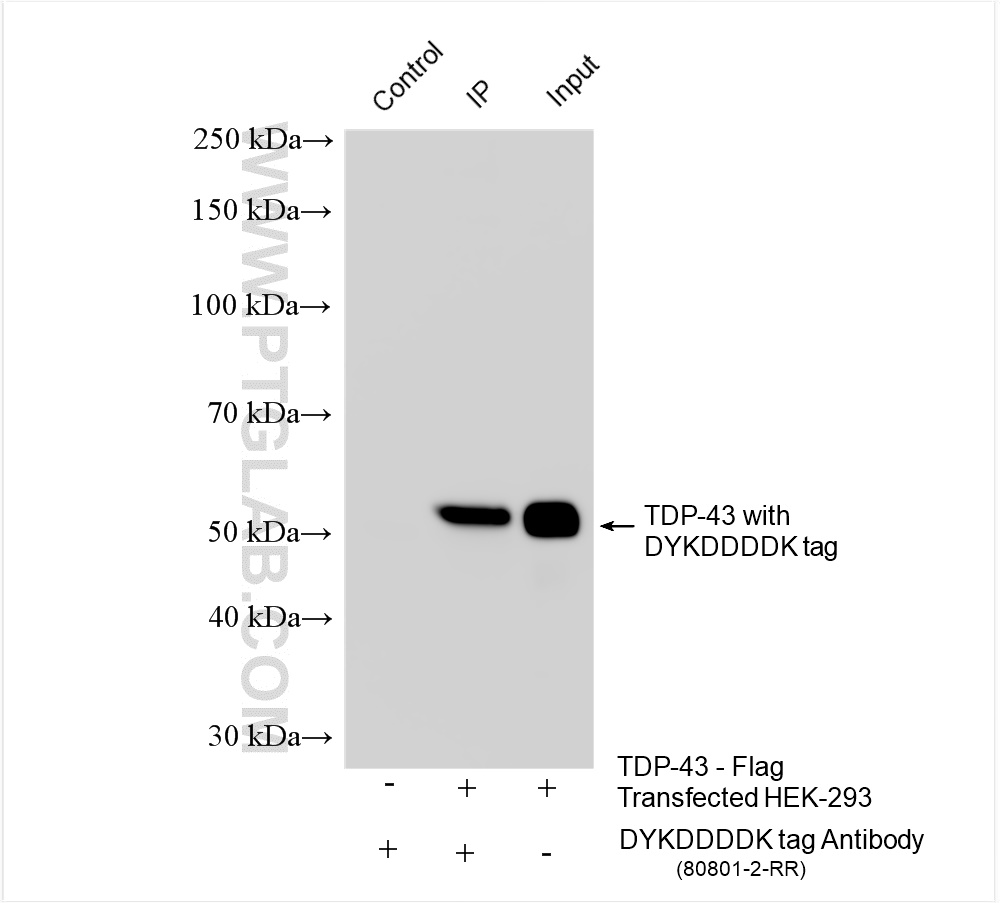 IP experiment of Transfected HEK-293 using 80801-2-RR