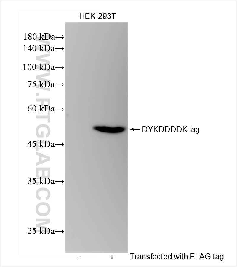 WB analysis of Transfected HEK-293T using 80801-2-RR