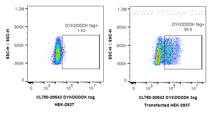 FC experiment of Transfected HEK-293 using CL750-20543