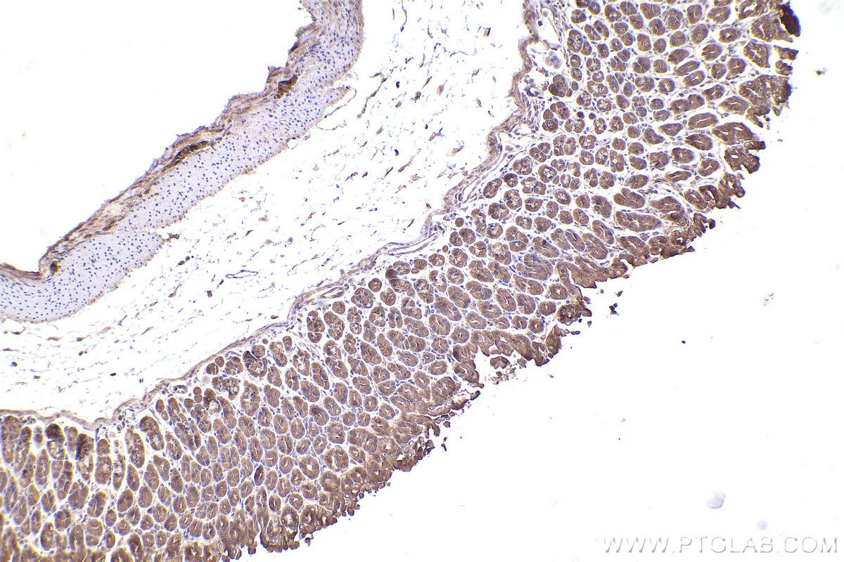 IHC staining of mouse stomach using 12219-1-AP