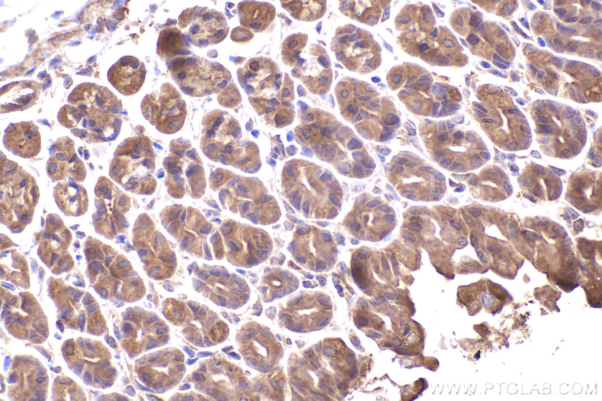 IHC staining of mouse stomach using 12219-1-AP