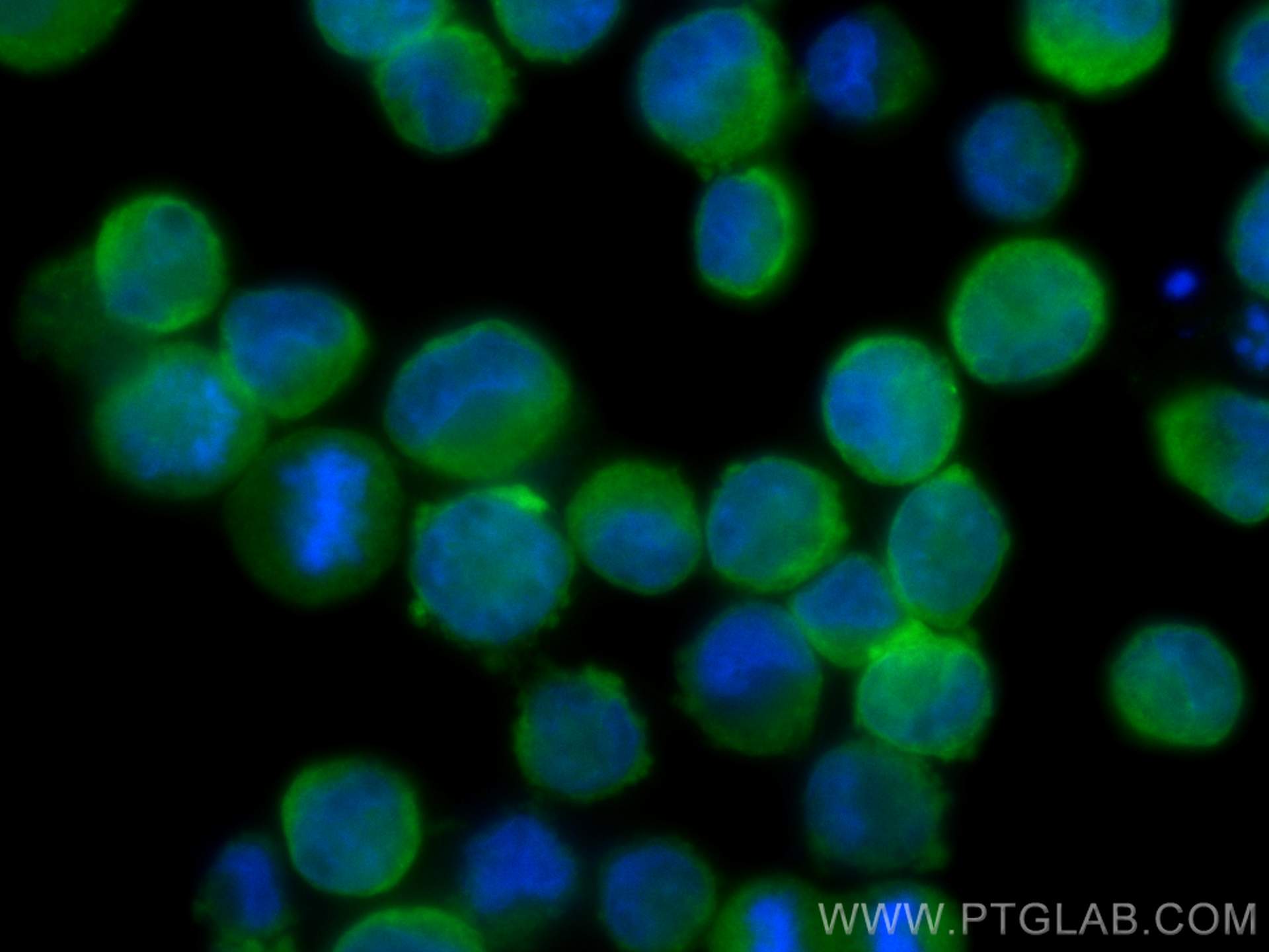 IF Staining of K-562 using 25326-1-AP