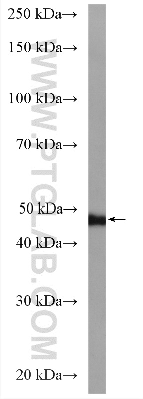 WB analysis of mouse testis using 18885-1-AP