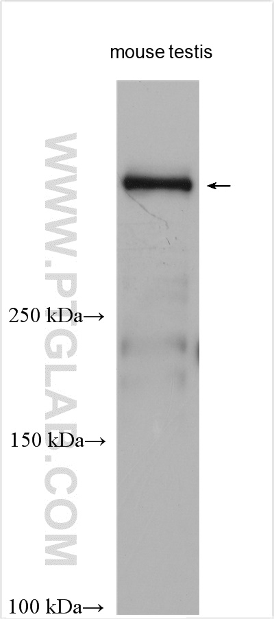 WB analysis of mouse testis using 29758-1-AP (same clone as 29758-1-PBS)