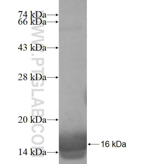 DYNLL2 fusion protein Ag10475 SDS-PAGE