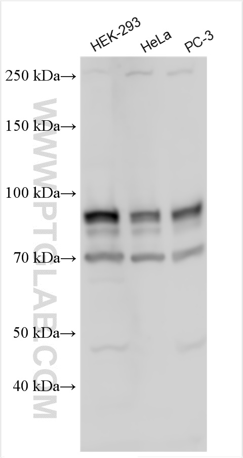 WB analysis using 28607-1-AP