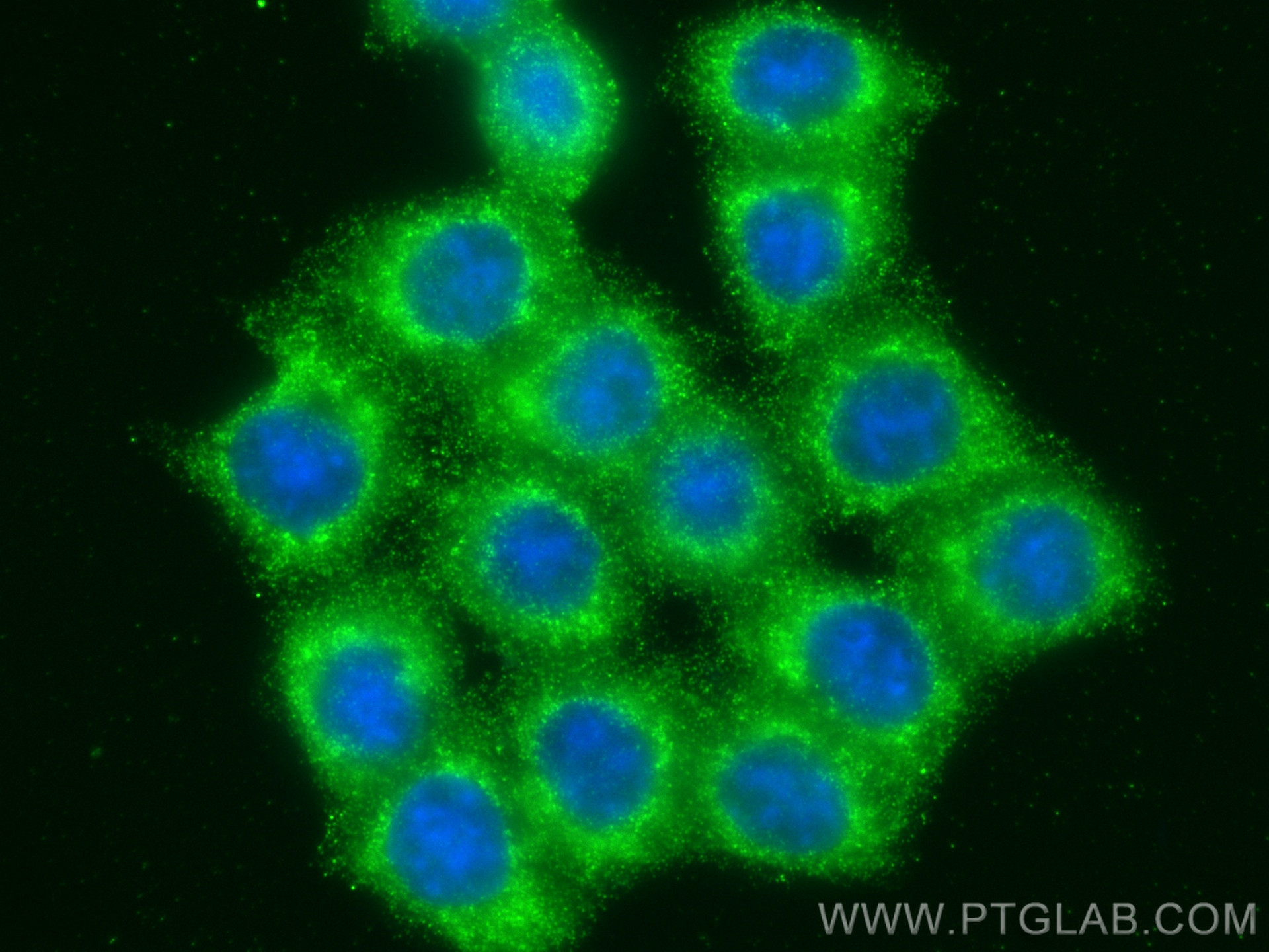 IF Staining of BxPC-3 using 66847-1-Ig