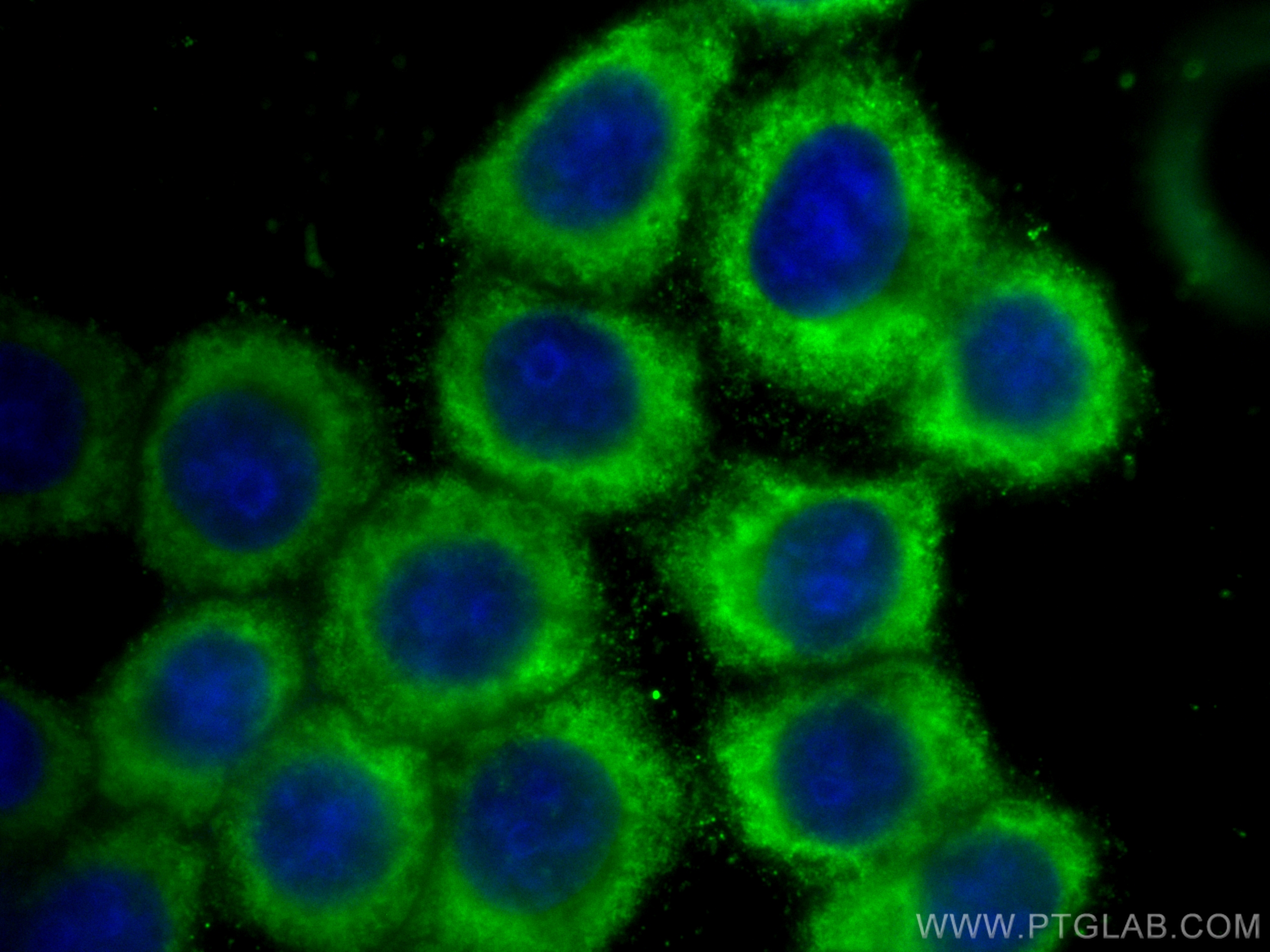 IF Staining of BxPC-3 using CL488-66847