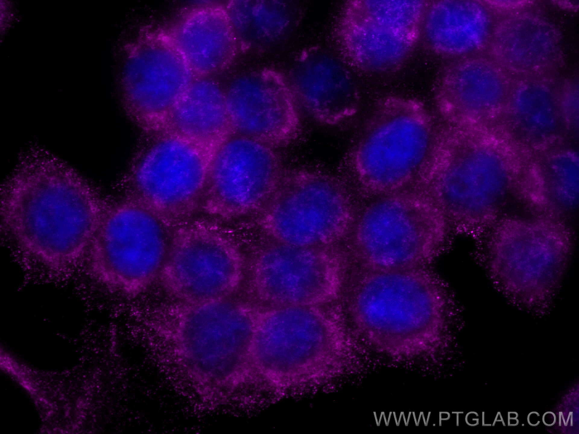 IF Staining of BxPC-3 using CL647-66847