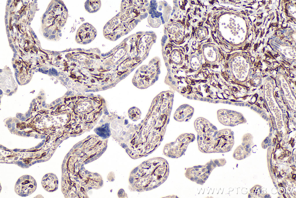 IHC staining of human placenta using 67793-1-Ig