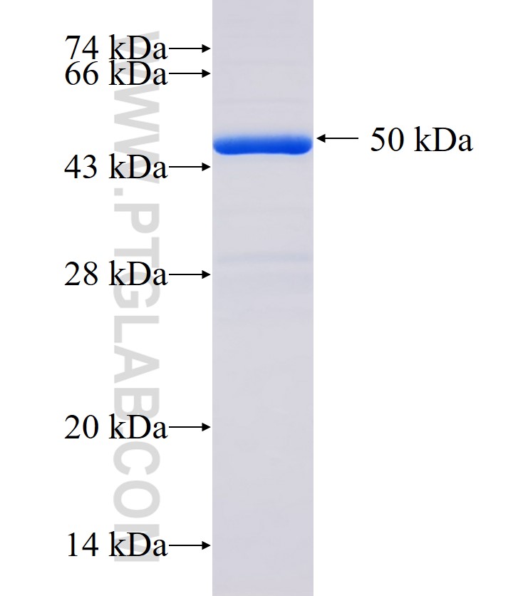 Dfna5 fusion protein Ag33622 SDS-PAGE