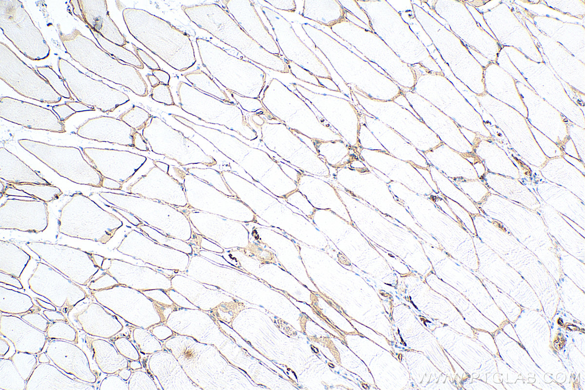 IHC staining of rat skeletal muscle using 68120-1-Ig (same clone as 68120-1-PBS)
