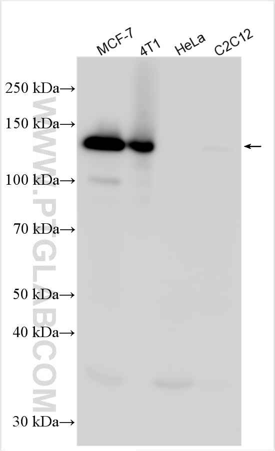 WB analysis using 31863-1-AP