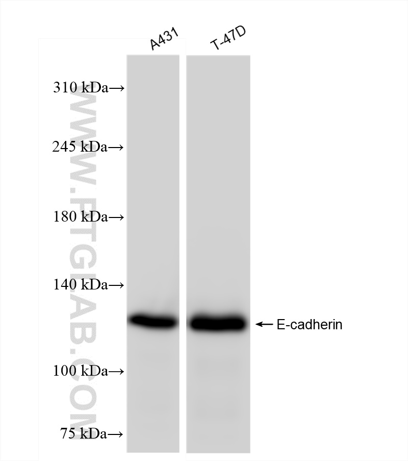 WB analysis using 83991-4-RR