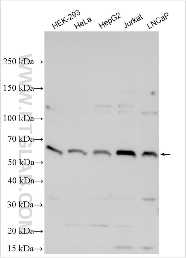 WB analysis using 12171-1-AP