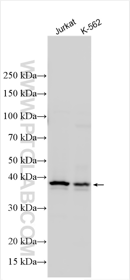 E2F6