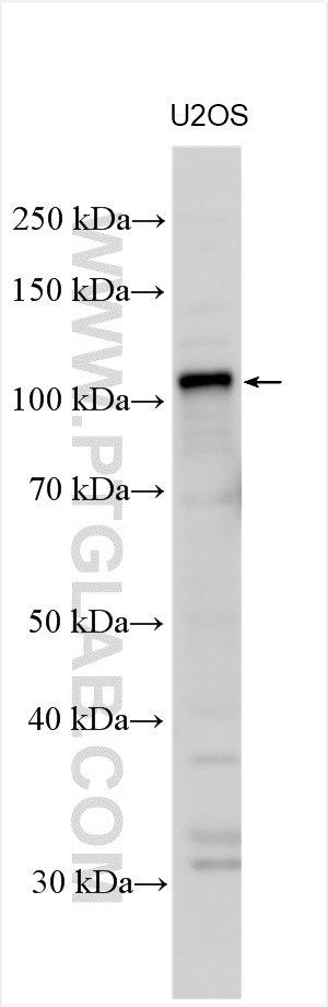 WB analysis using 24489-1-AP