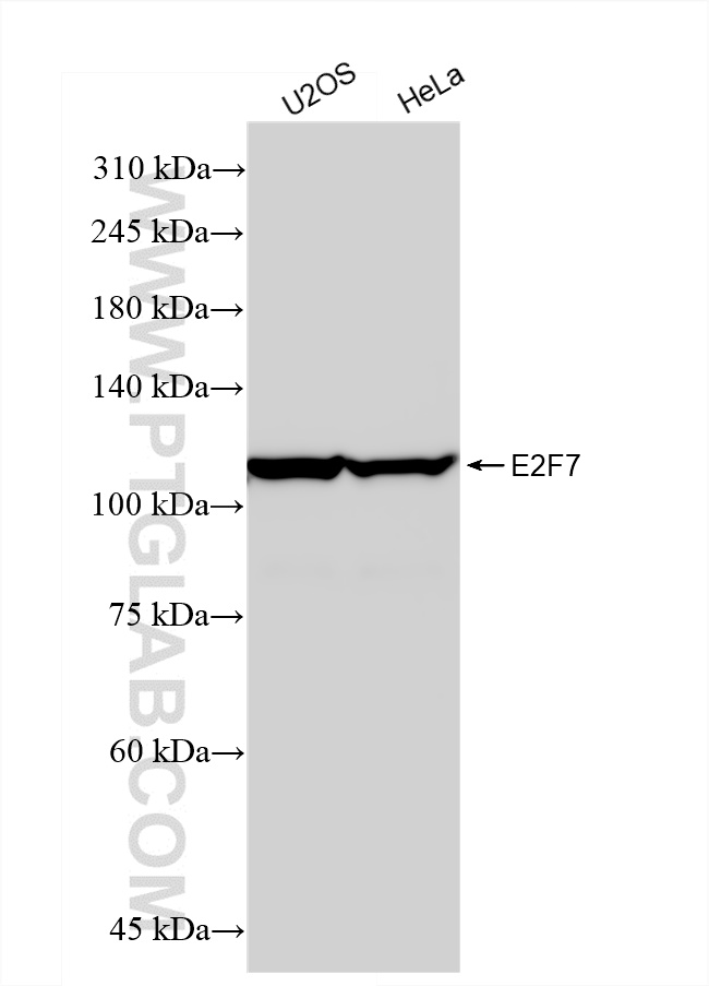 WB analysis using 82887-2-RR (same clone as 82887-2-PBS)