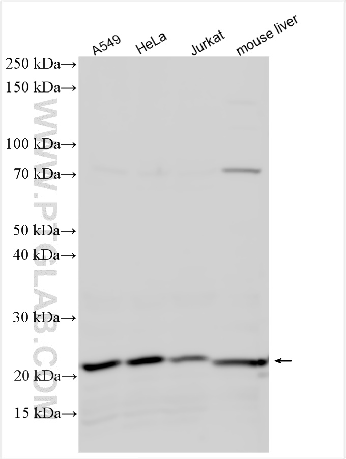 WB analysis using 12968-1-AP