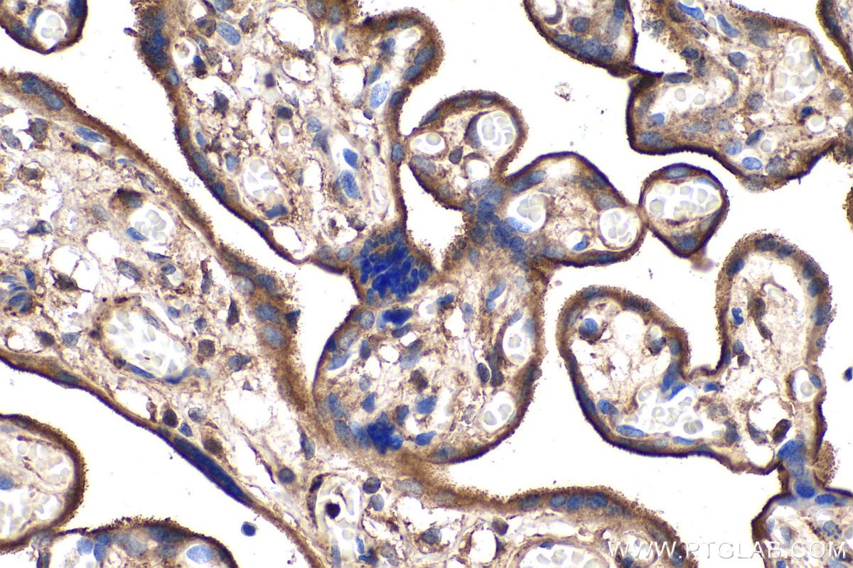 IHC staining of human placenta using 29771-1-AP