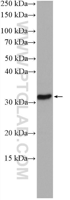 WB analysis of PC-12 using 27732-1-AP