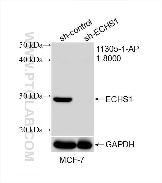 WB analysis of MCF-7 using 11305-1-AP