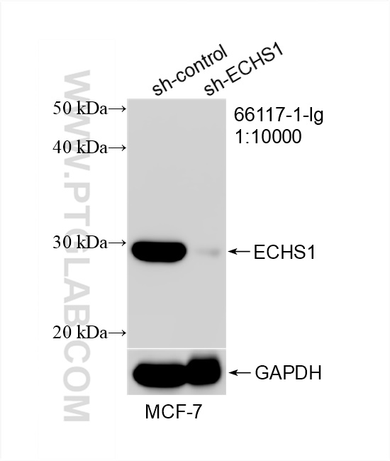 WB analysis of MCF-7 using 66117-1-Ig