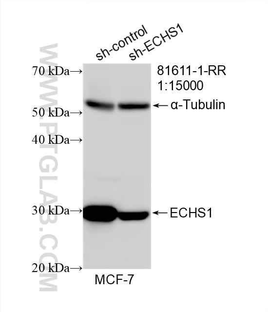 WB analysis of MCF-7 using 81611-1-RR