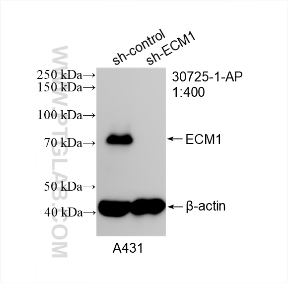 WB analysis of A431 using 30725-1-AP