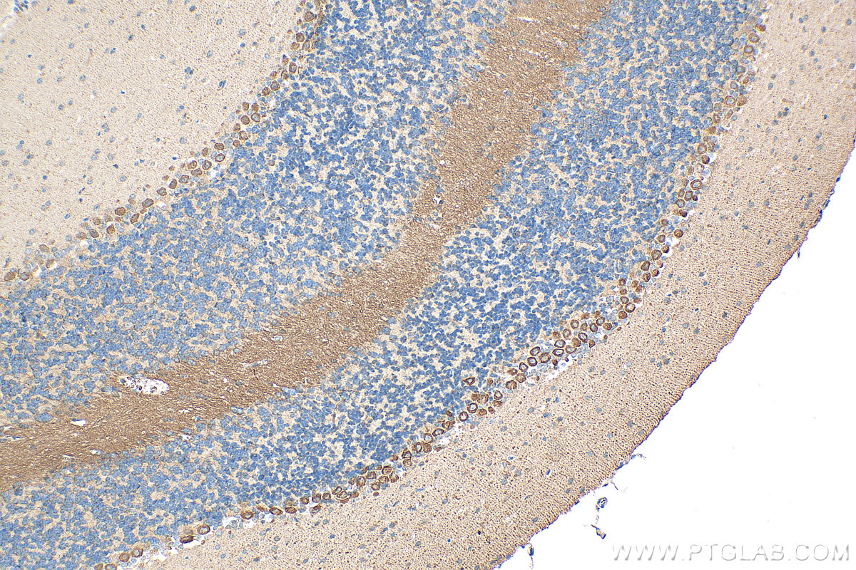 IHC staining of mouse cerebellum using 21376-1-AP