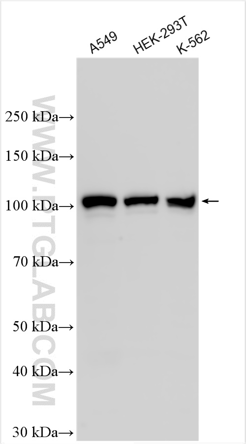 WB analysis using 26557-1-AP