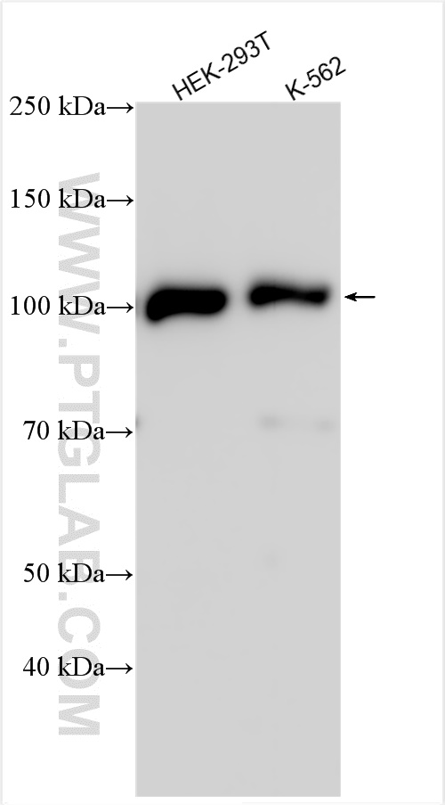 WB analysis using 26557-1-AP