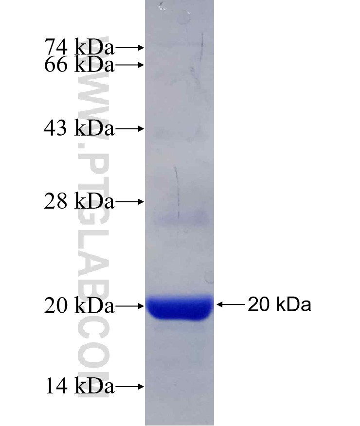 EDF1 fusion protein Ag29978 SDS-PAGE