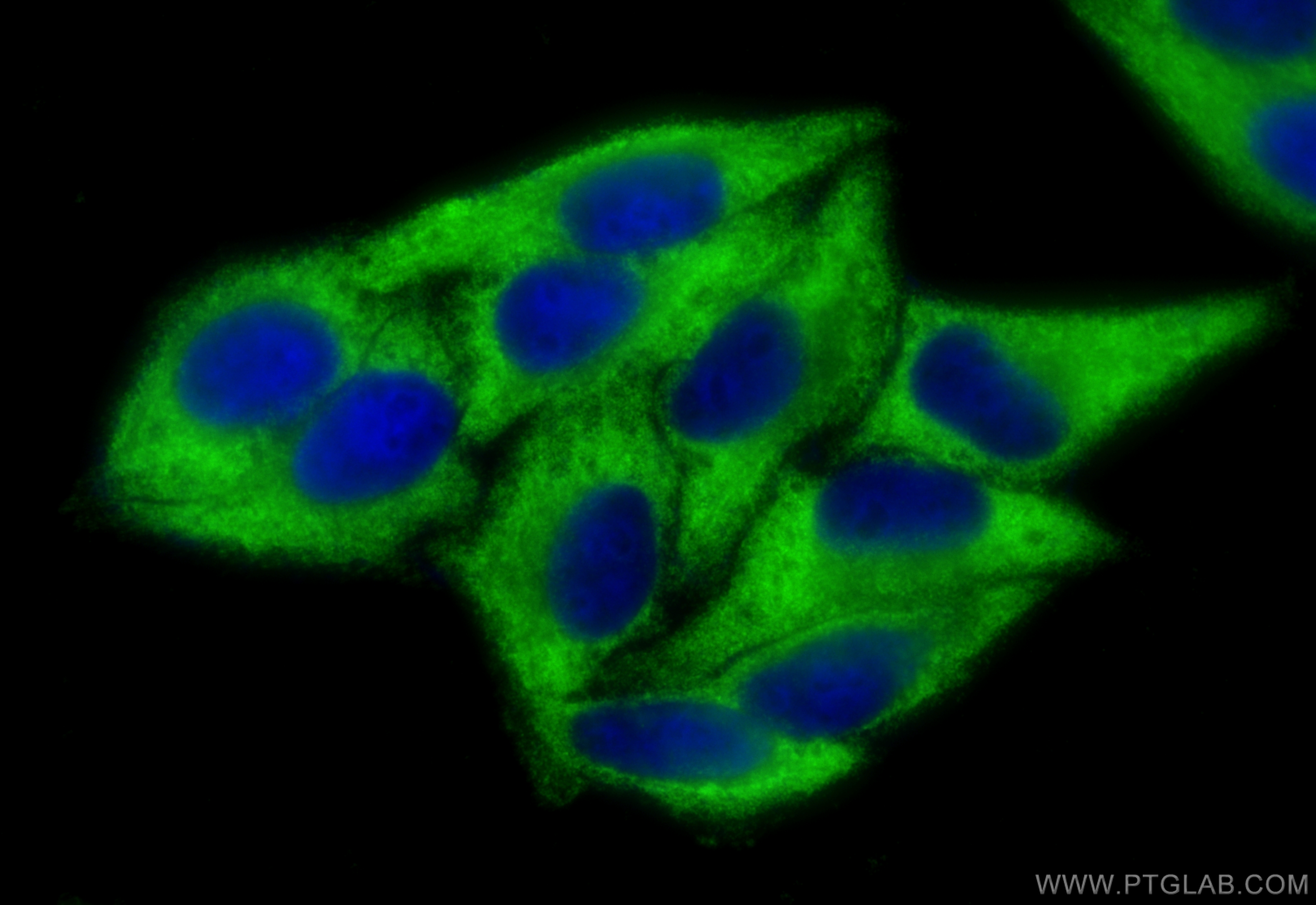 IF Staining of HepG2 using 67550-1-Ig (same clone as 67550-1-PBS)