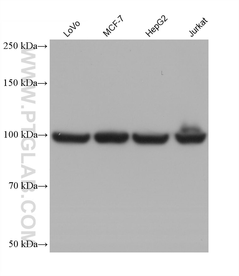 WB analysis using 67550-1-Ig