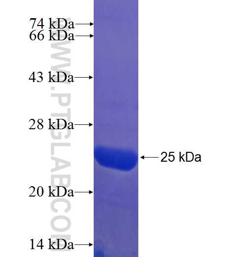 EFHA2 fusion protein Ag22671 SDS-PAGE