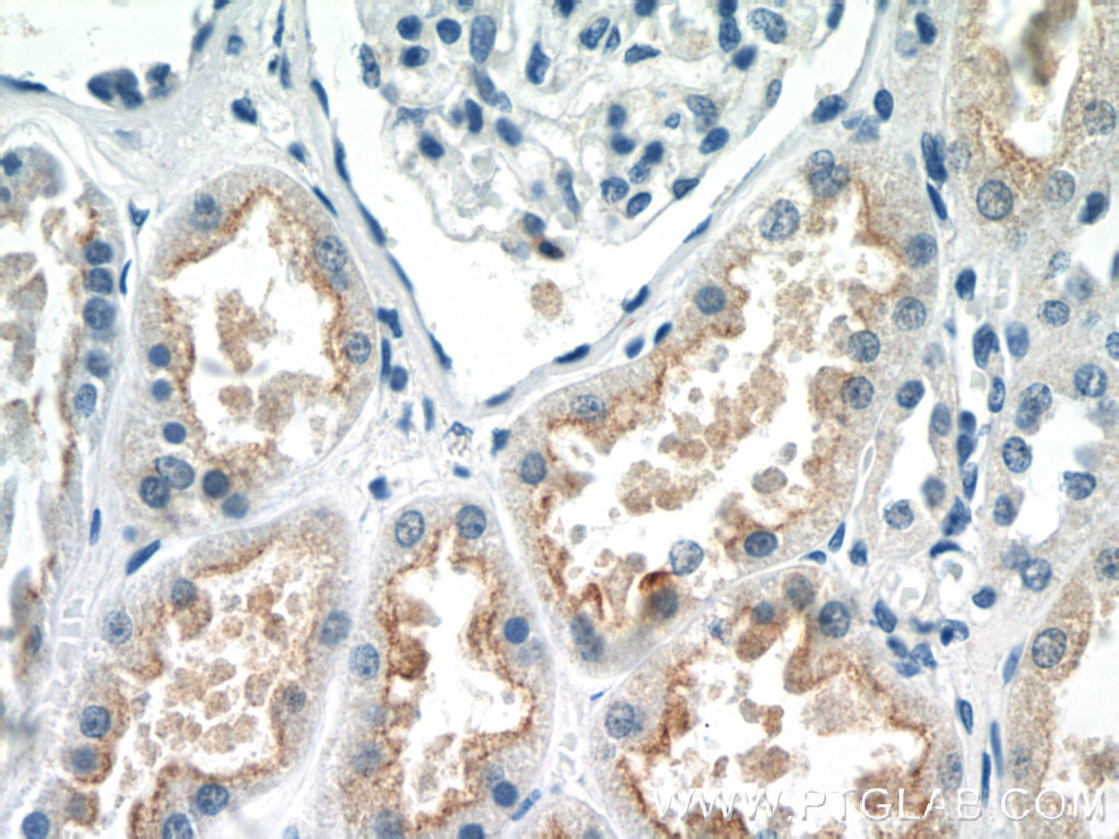 IHC staining of human kidney using 19854-1-AP