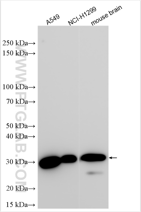 WB analysis using 31624-1-AP