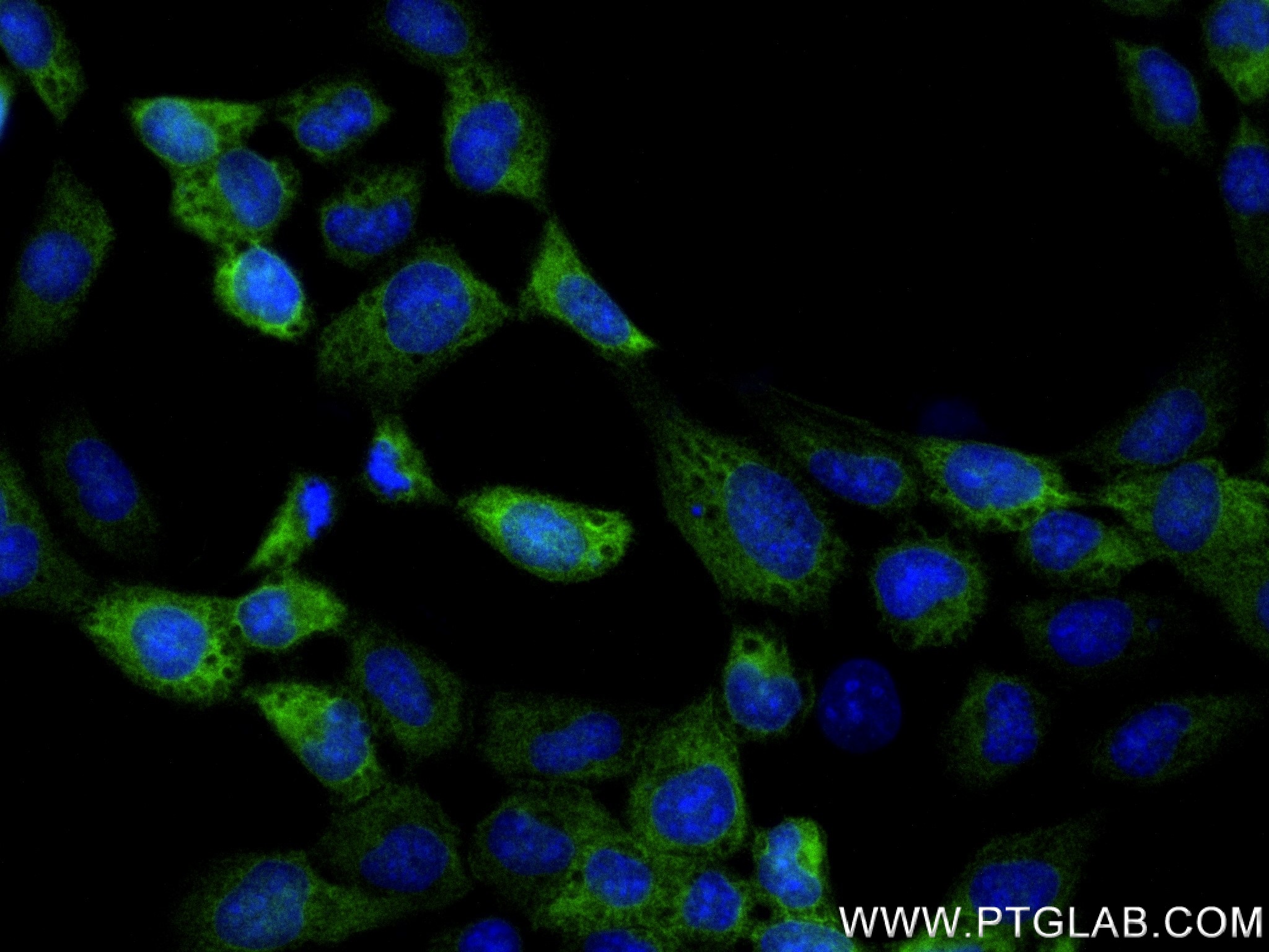 IF Staining of A431 using 83264-5-RR