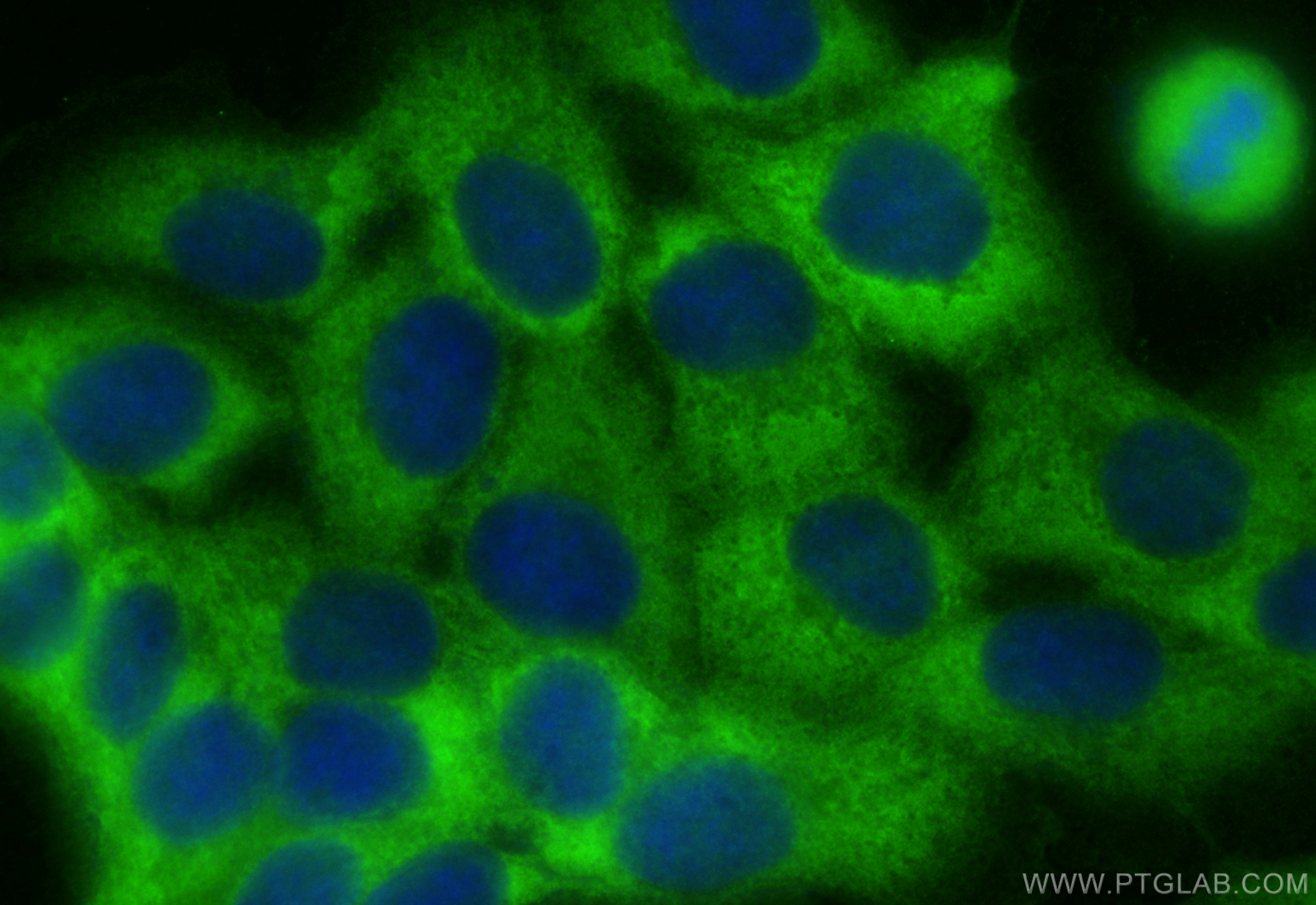 IF Staining of A431 using CL488-83264-5