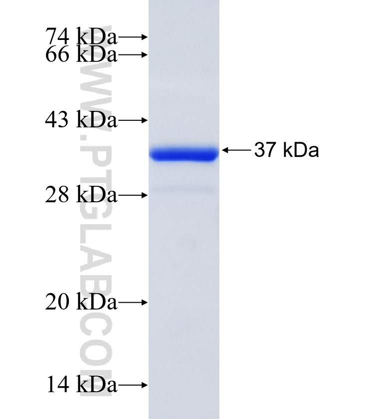 EFHD2 fusion protein Ag35084 SDS-PAGE