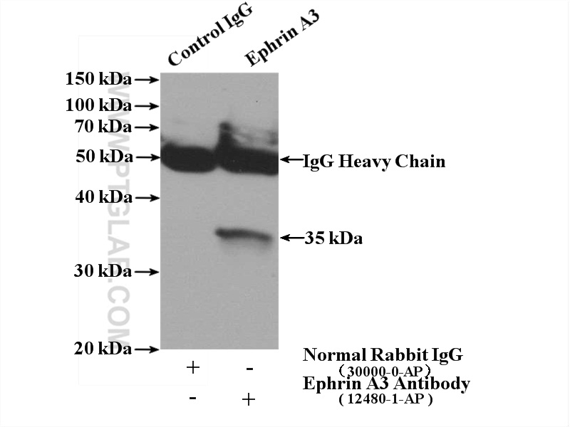 IP experiment of A549 using 12480-1-AP