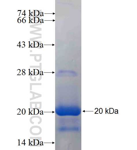 EGFL7 fusion protein Ag24693 SDS-PAGE