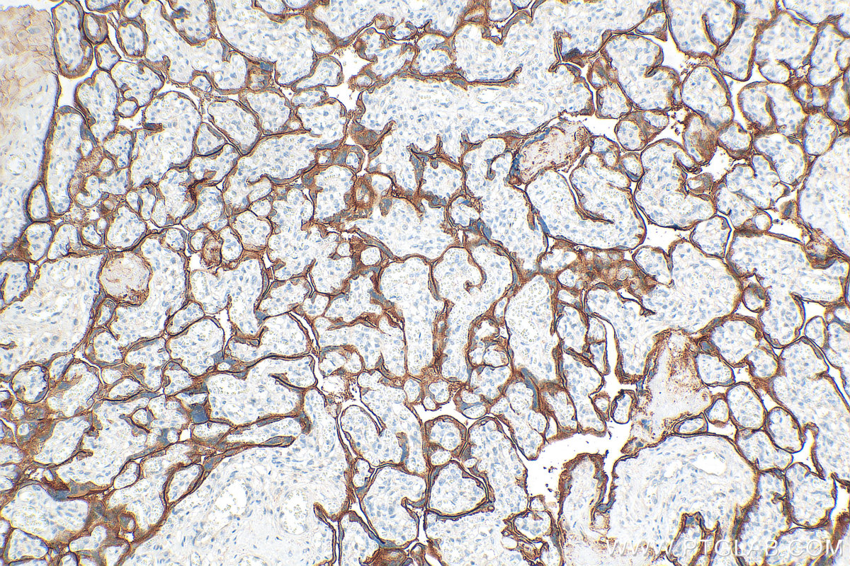 IHC staining of human placenta using 66455-1-Ig